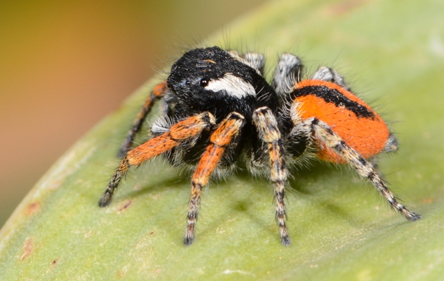 Philaeus-chrysops-male-cot