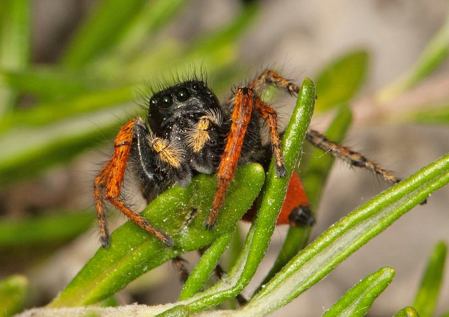 Philaeus-chrysops-male-face