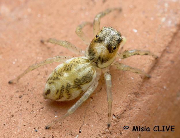 Phintella Castriesiana femelle2 site