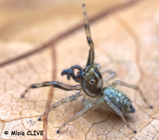 Phintella Castriesiana male1 site