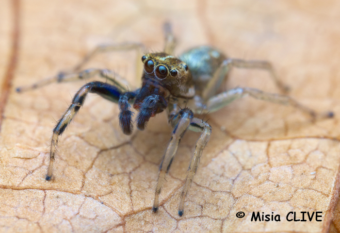 Phintella Castriesiana male2 site