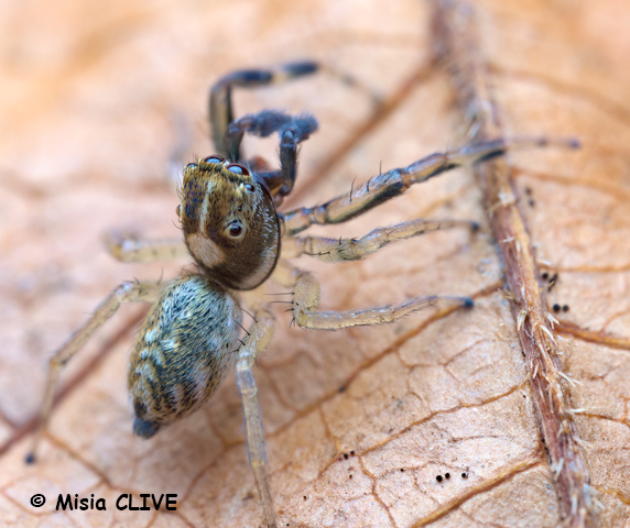 Phintella Castriesiana male 3  site