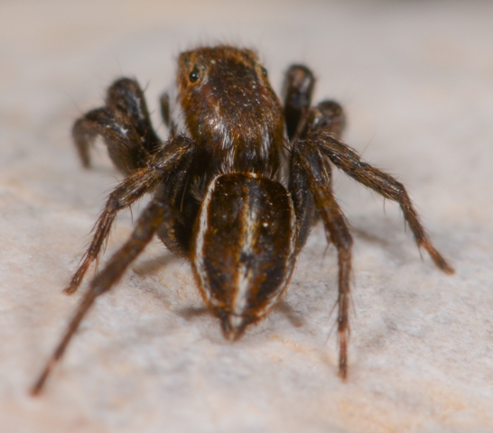 phlegra-bresnieri-male-dos