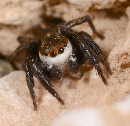 phlegra-bresnieri-male-face