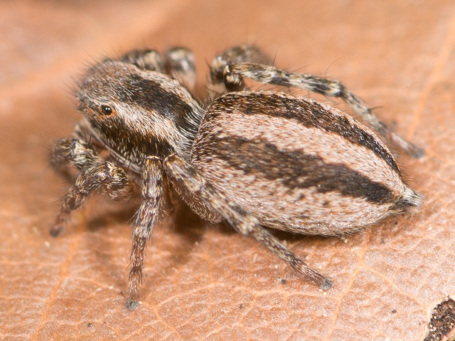 Phlegra-fasciata-fem-dos