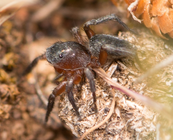 Phlegra-fasciata-male-cot
