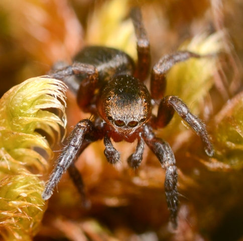 Phlegra-fasciata-male-face