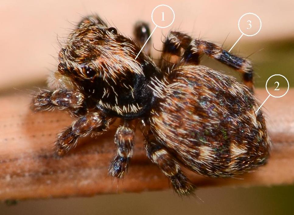 pseudeuophrys-erratica---Copie