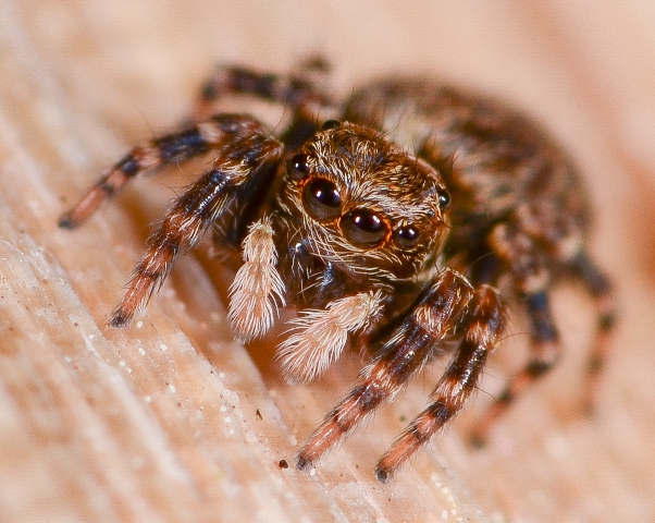 pseudeuophrys-erratica-fem-face