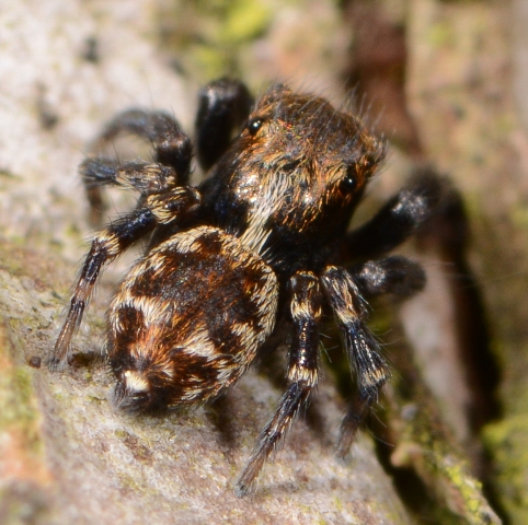 pseudeuophrys-erratica-male-dos