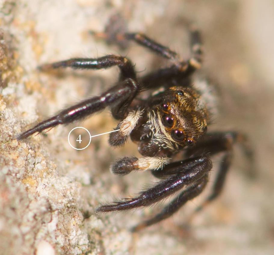 pseudeuophrys-erratica