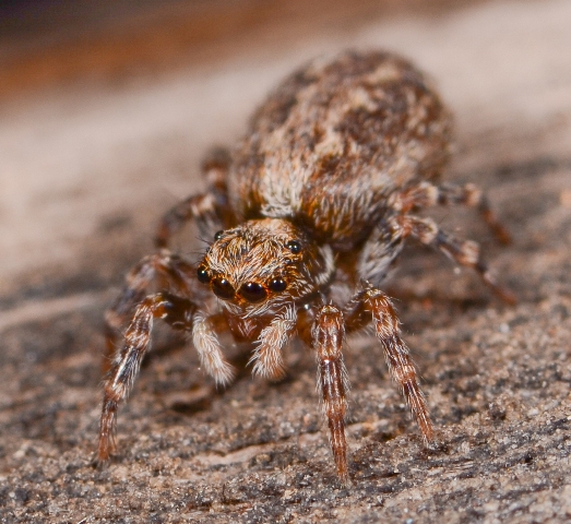 Pseudeuophrys-lanigera-fem-face