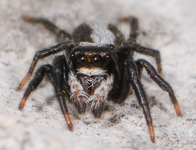 Pseudeuophrys-lanigera-male-corbires