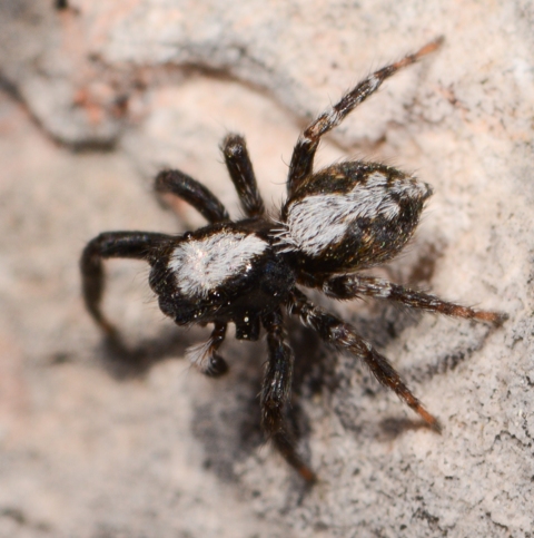 Pseudeuophrys-lanigera-male-face-Corbires