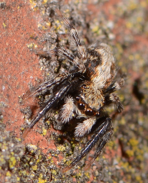 Pseudeuophrys-lanigera-male-face