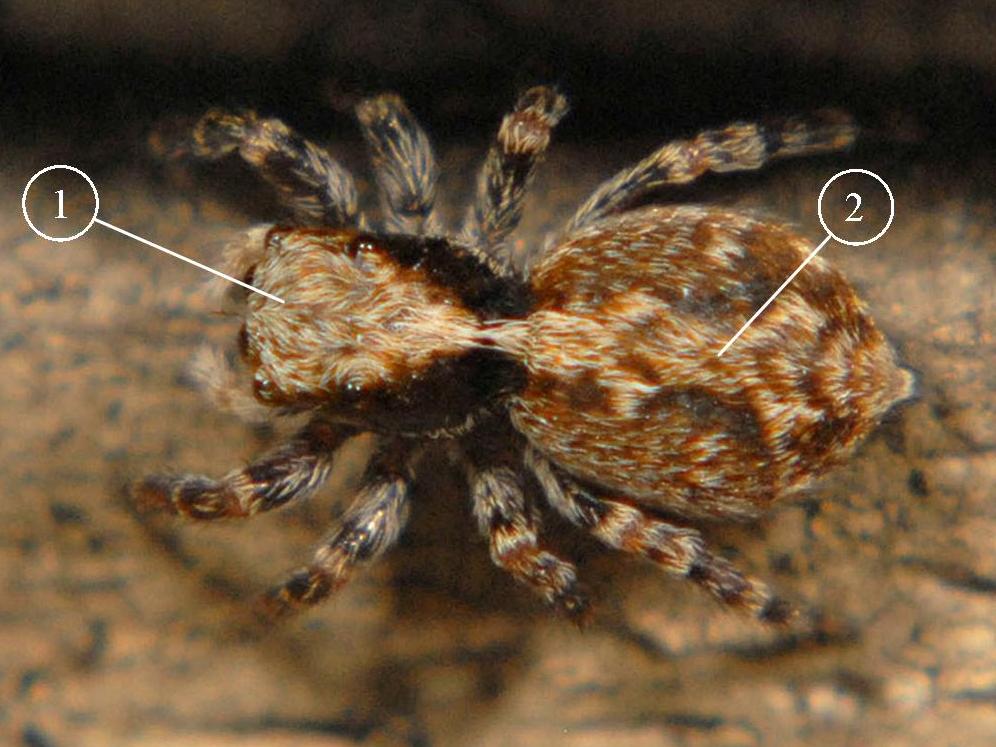 Pseudeuophrys-lanigera