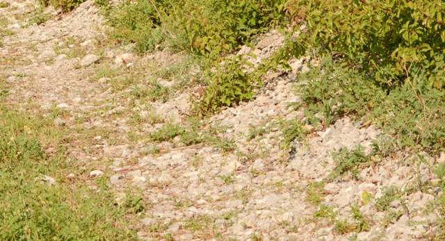 30052017-DSC 5218