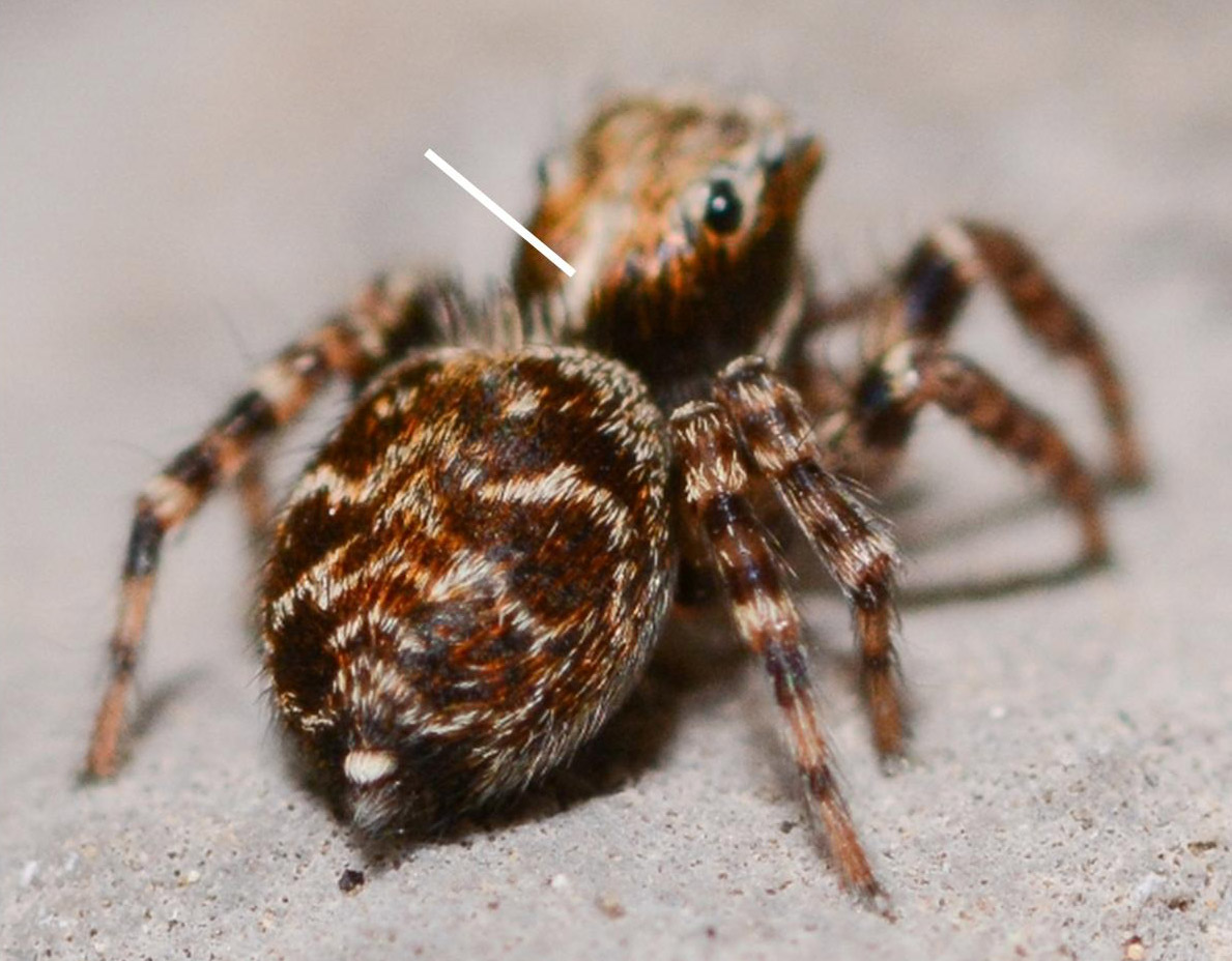 Pseudeuophrys-obsoleta-fem-3-4-cravate