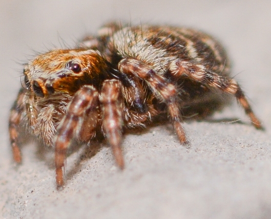 Pseudeuophrys-obsoleta-fem-cote