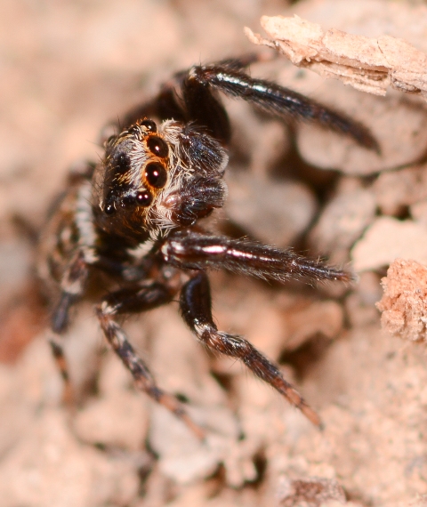 Pseudeuophrys-obsoleta-male-3-4