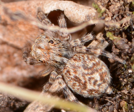 Pseudeuophrys-vafra-1
