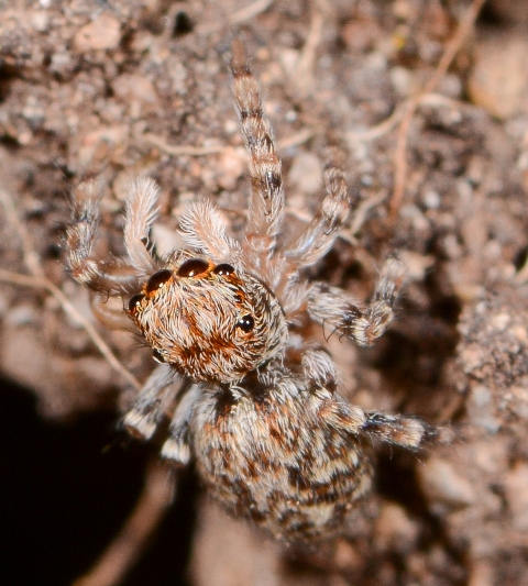 Pseudeuophrys-vafra-2