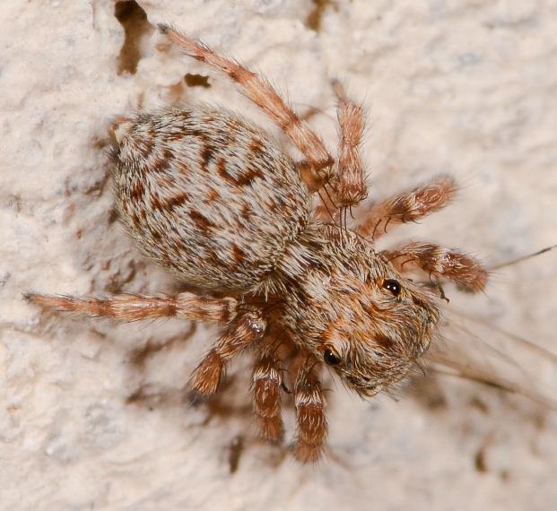 Pseudeuophrys-vafra-fem-dos
