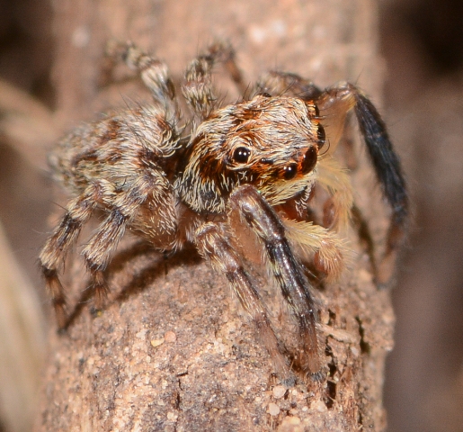 Pseudeuophrys-vafra-male-1