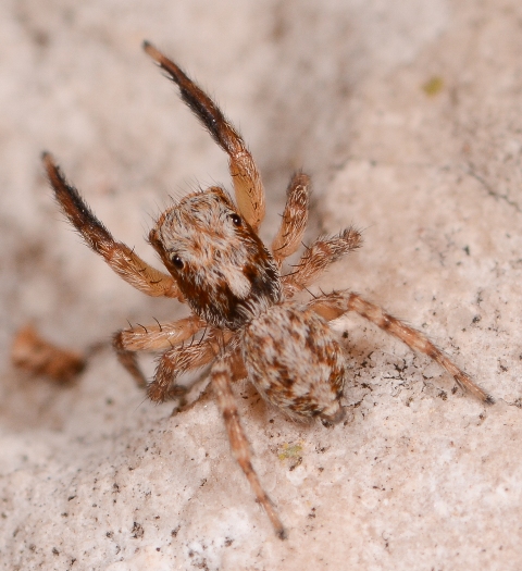 Pseudeuophrys-vafra-mle-dos