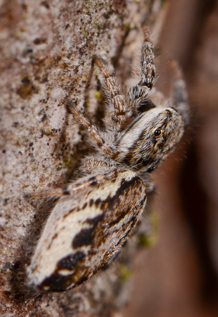 Pseudicius-encarpatus-fem-cot