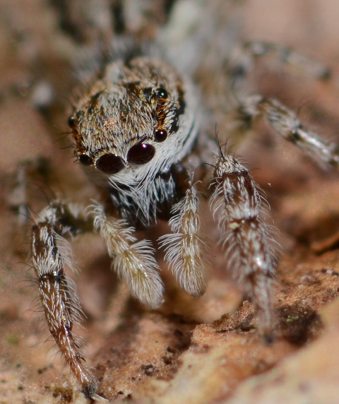 Pseudicius-encarpatus-fem-face