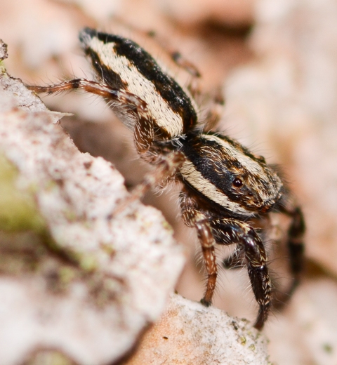 Pseudicius-encarpatus-male-cot