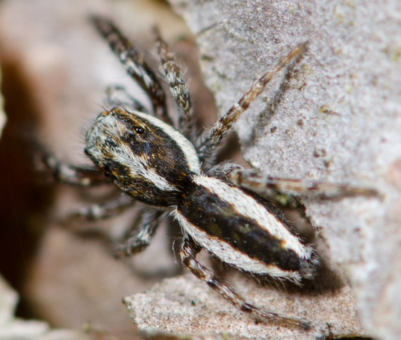 Pseudicius-encarpatus-male-dos