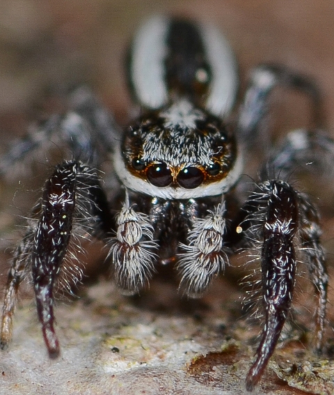 Pseudicius-encarpatus-male-face