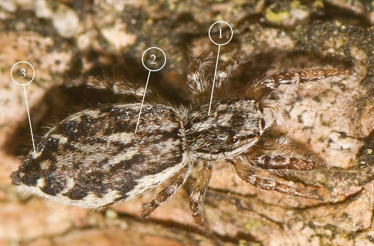 pseudicius-encarpatus-fem-dos-bis