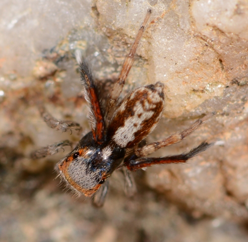Saitis-barbipes-male-2