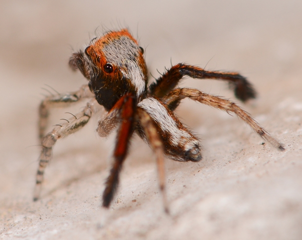Saitis-barbipes-male-dos