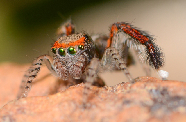 Saitis-barbipes-male-face