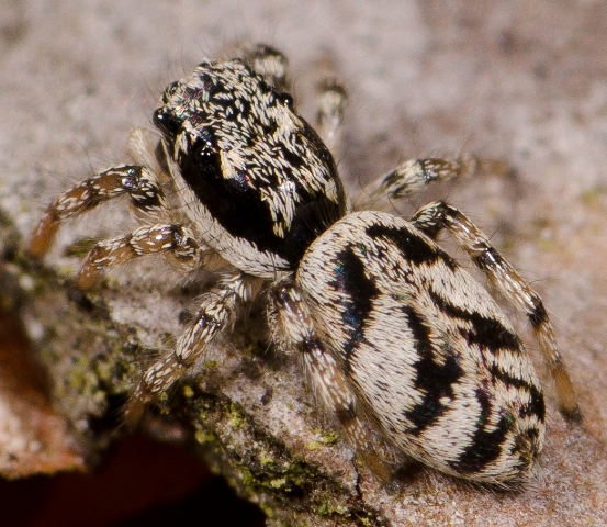 Salticus-cingulatus-fem-dos