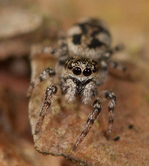 Salticus-cingulatus-fem-face