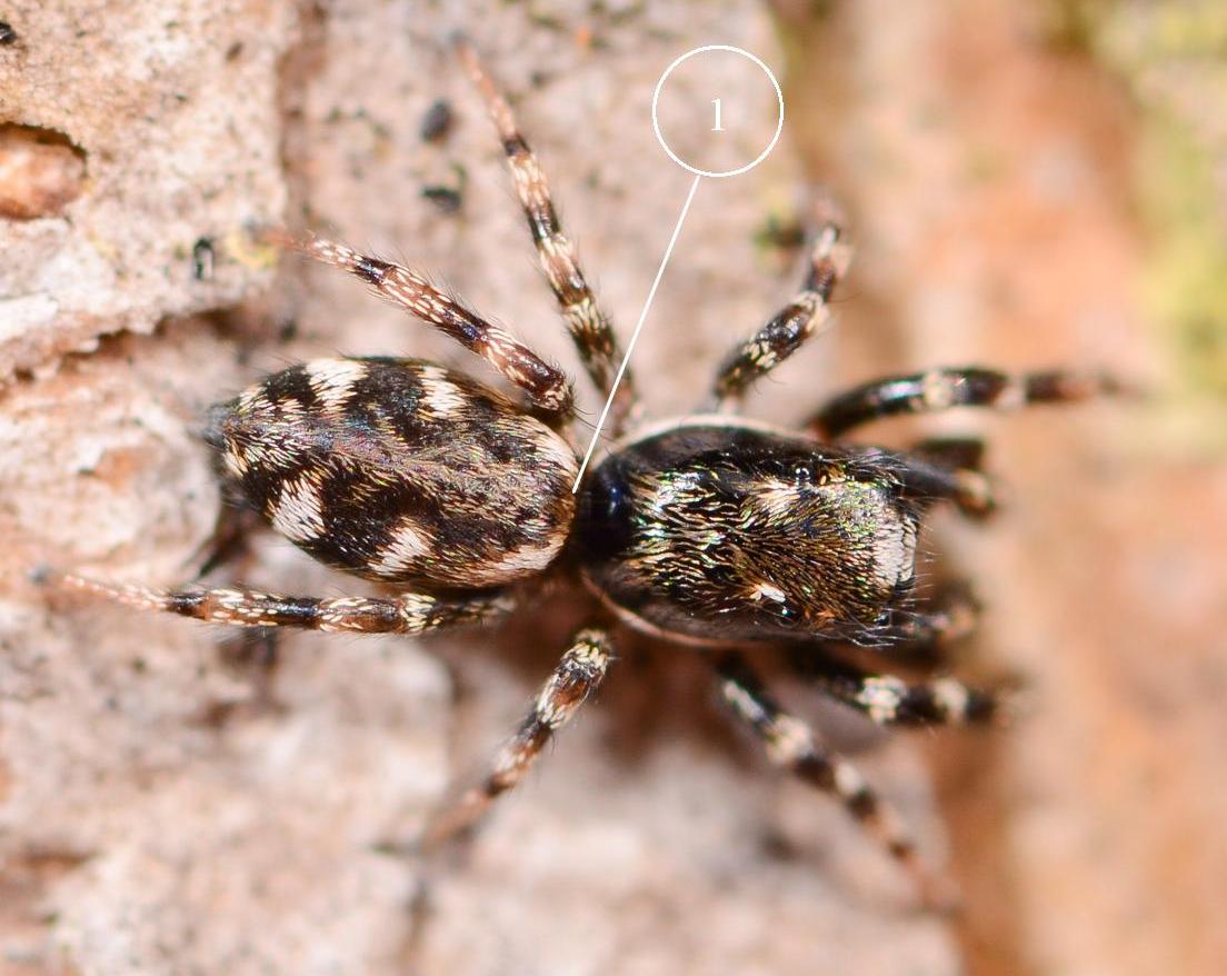 Salticus-cingulatus-mle-1