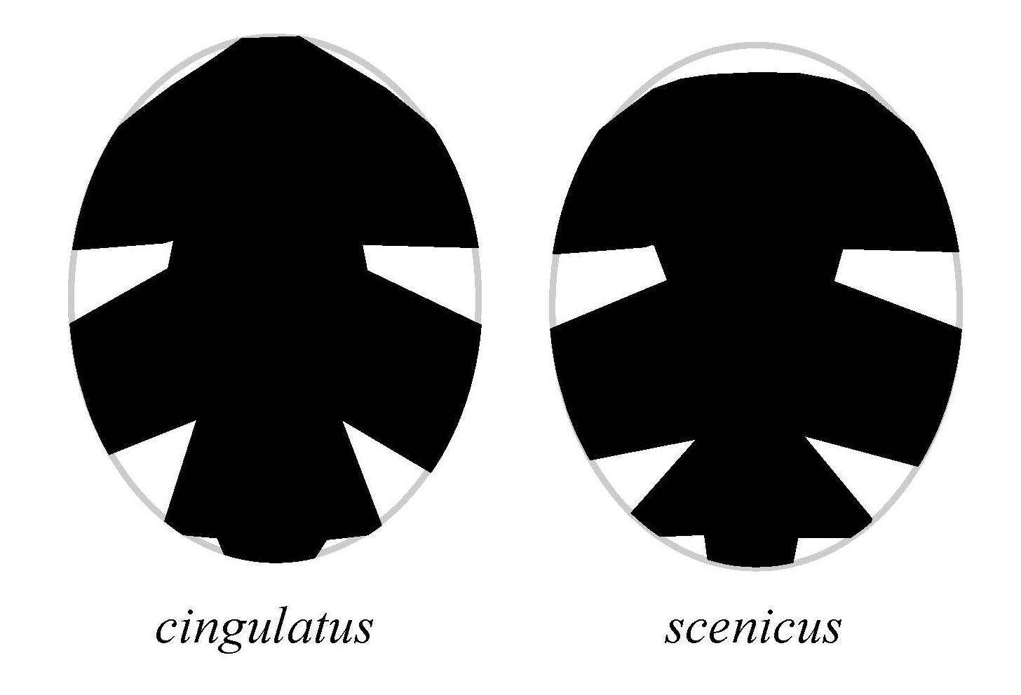 compar-abd-cing-sceni