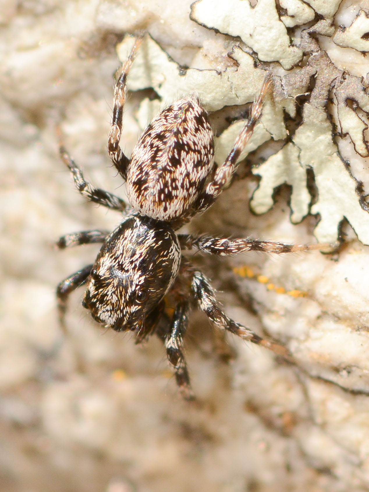 Salticus-conjonctus-1