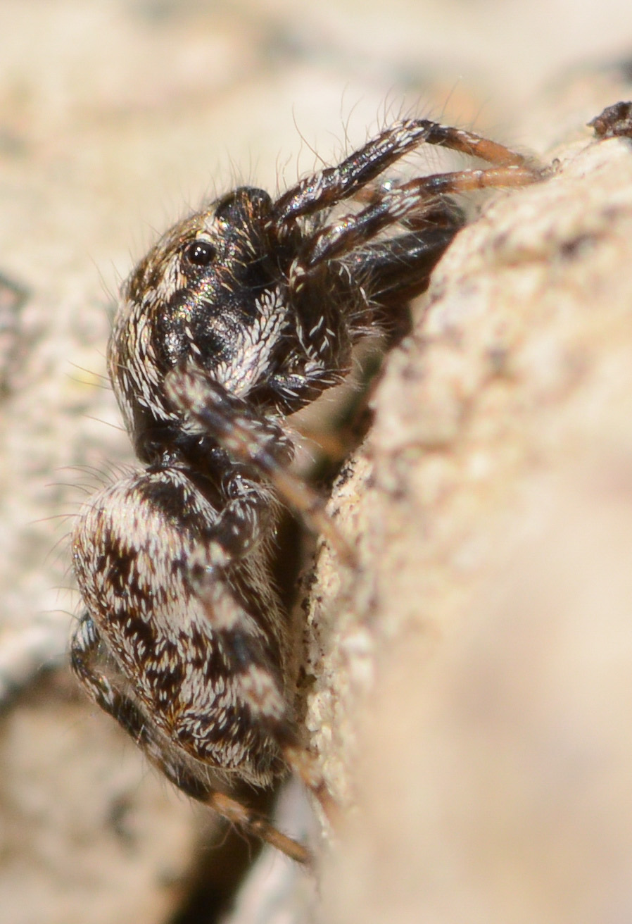 Salticus-conjonctus-2