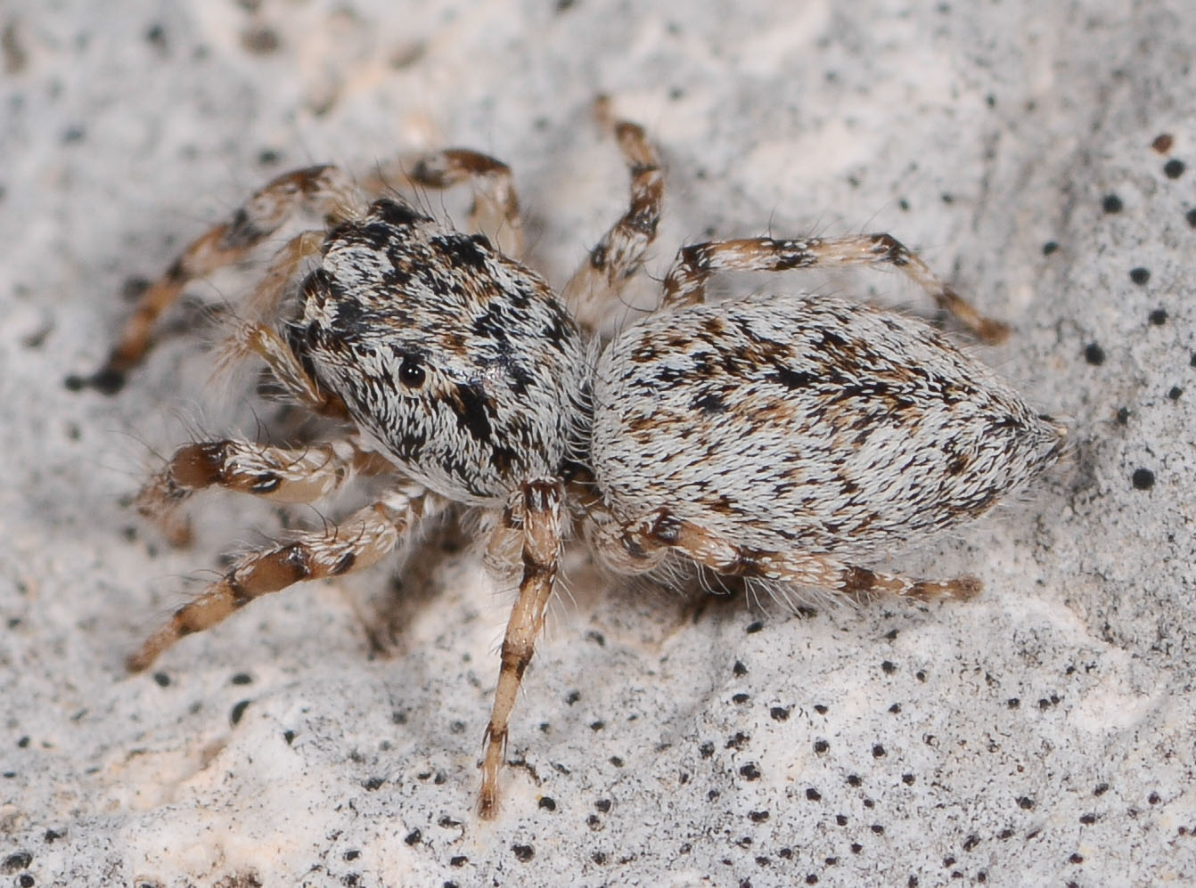 Salticus-conjonctus-4