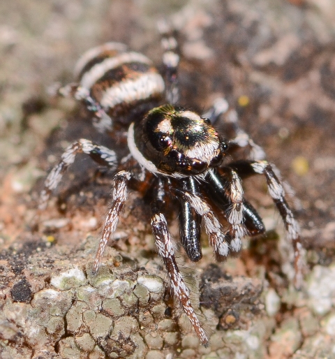 Salticus-propinquus-face