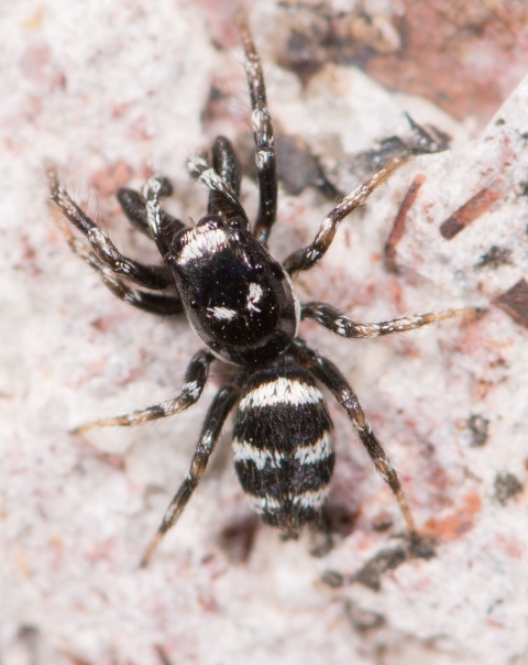 Salticus-propinquus-male-dos