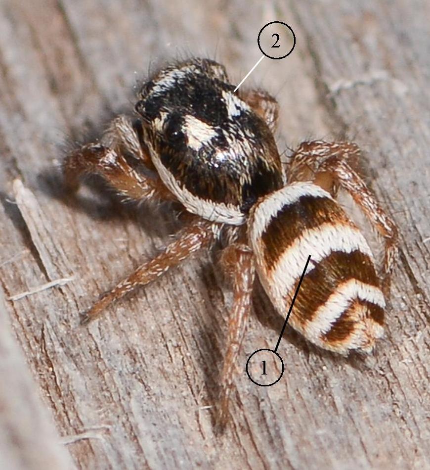 Salticus-propinquus