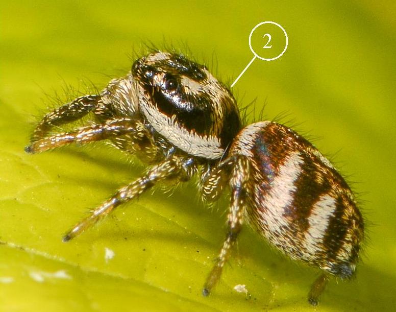 Salticus-scenicus---Copie