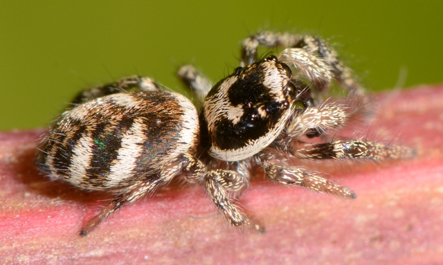 Salticus-scenicus-fem-2